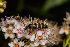 Typocerus sparsus