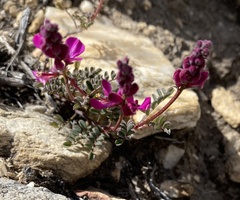 Indigofera declinata
