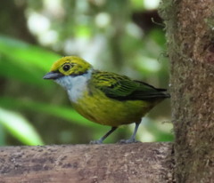 Tangara icterocephala