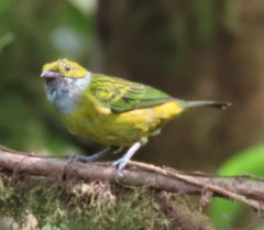 Tangara icterocephala