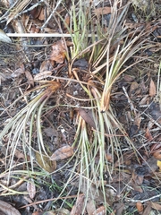 Tillandsia bartramii