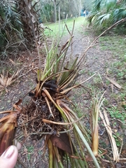 Tillandsia bartramii