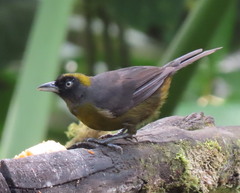 Mitrospingus cassinii