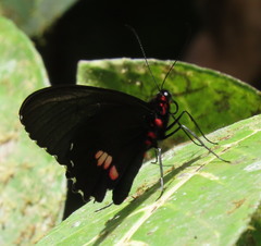 Parides