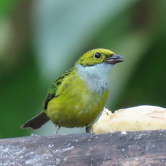 Tangara icterocephala