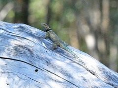 Sceloporus cyanogenys