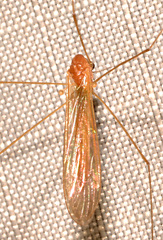 Euphylidorea