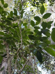 Antidesma platyphyllum