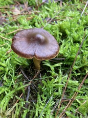 Cortinarius semisanguineus