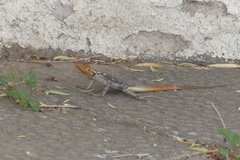 Agama planiceps
