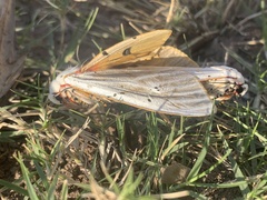 Rhodogastria similis