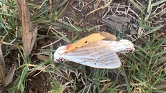 Rhodogastria similis