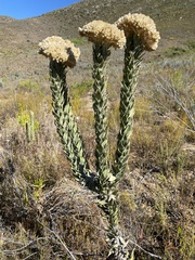 Syncarpha milleflora