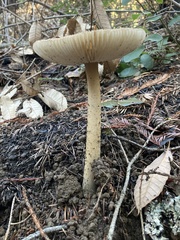 Amanita pachycolea