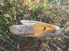 Rhodogastria similis