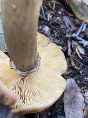 Amanita pachycolea