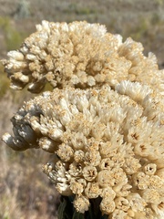 Syncarpha milleflora
