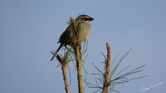 Oriturus superciliosus