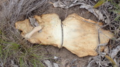 Haemanthus sanguineus