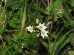 Nothoscordum gracile