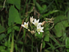 Nothoscordum gracile
