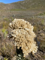 Syncarpha milleflora