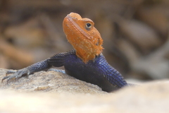 Agama planiceps