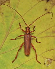Dejanira quadripunctata