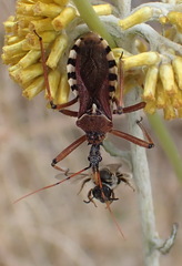 Rhynocoris