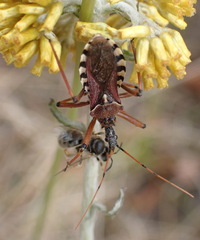 Rhynocoris