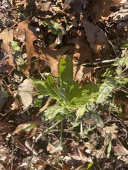Ceanothus americanus