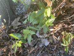 Ceanothus americanus