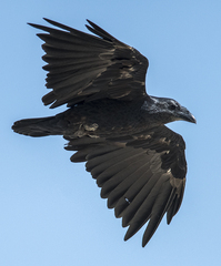 Corvus rhipidurus