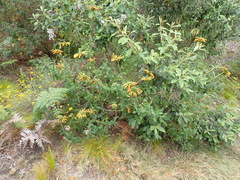 Leonotis ocymifolia