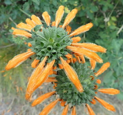 Leonotis ocymifolia