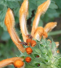 Leonotis ocymifolia