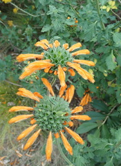 Leonotis ocymifolia
