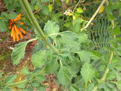 Leonotis ocymifolia