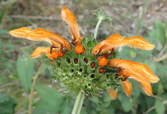 Leonotis ocymifolia