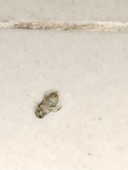 Corixoidea