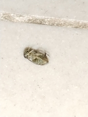 Corixoidea
