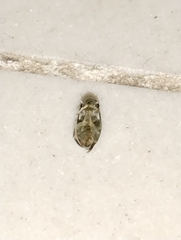 Corixoidea