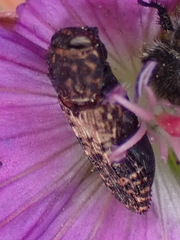 Nothomorpha