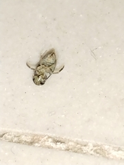 Corixoidea