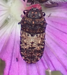 Nothomorpha