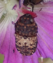 Nothomorpha