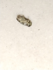 Corixoidea