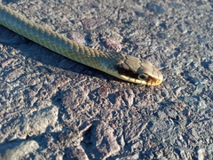 Chironius maculoventris