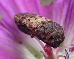 Nothomorpha