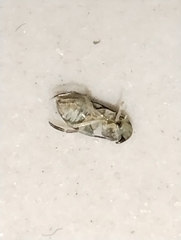 Corixoidea